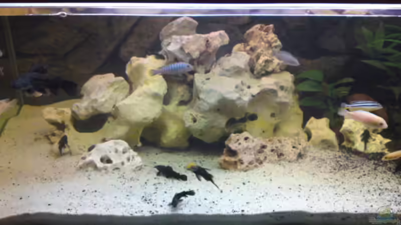 Aquarium Hauptansicht von Becken 12455 von Stefan Brengel (1)