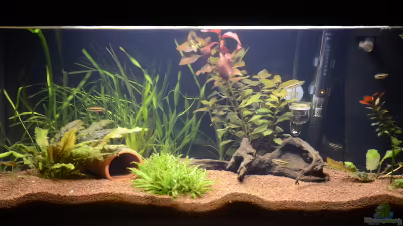 Aquarium Hauptansicht von Becken 12459