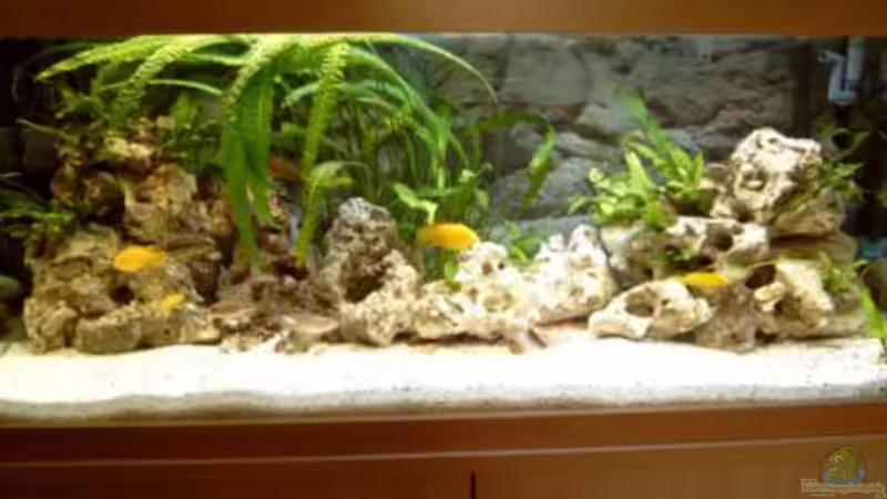 Aquarium Hauptansicht von Becken 1248