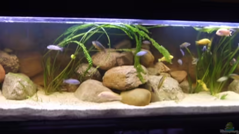 Aquarium Hauptansicht von Becken 12498