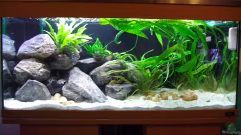 Aquarium Hauptansicht von Becken 12504
