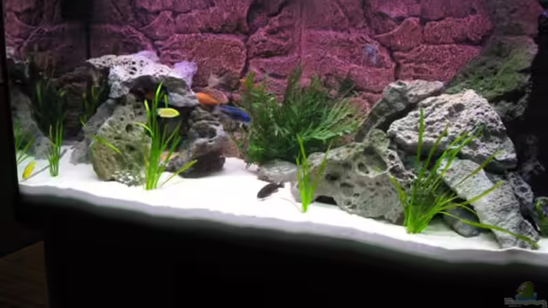 Aquarium Hauptansicht von Becken 12520