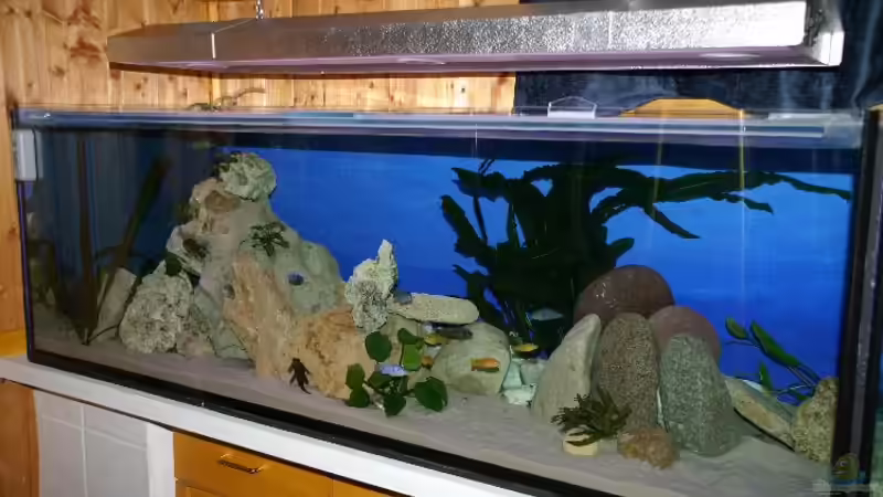 Aquarium Hauptansicht von Becken 1255 von Margit König (1)