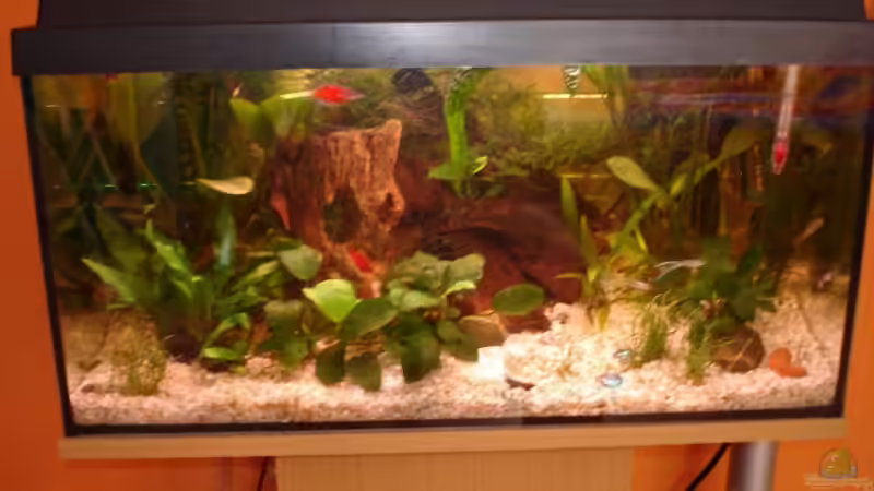 Aquarium Hauptansicht von Becken 12574 von Vanessa Matuszek (1)