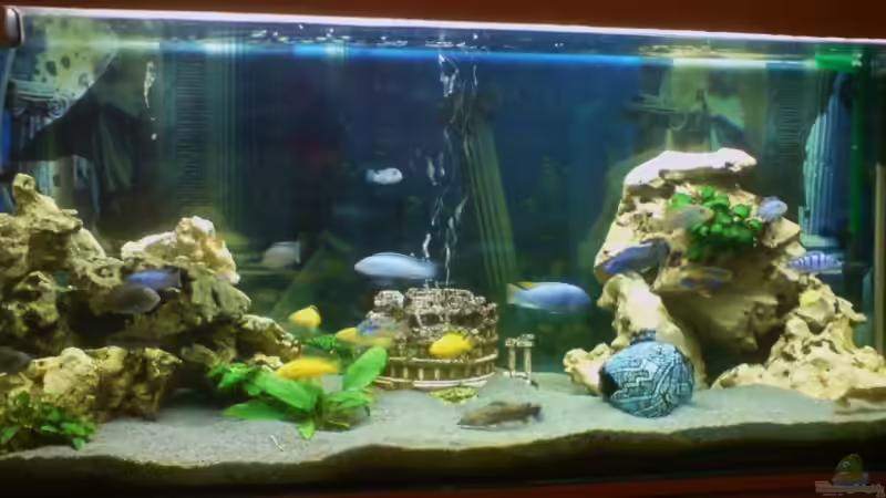 Aquarium Hauptansicht von Becken 12575 von Pino Macri (1)