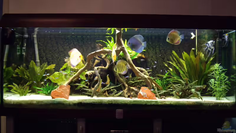 Aquarium Hauptansicht von Becken 12579