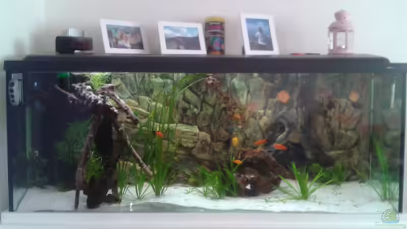 Aquarium Hauptansicht von Becken 12585 von Stephan Roberg (1)