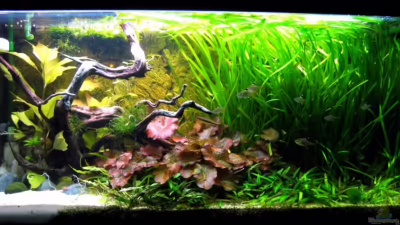 Aquarium Hauptansicht von Becken 12605