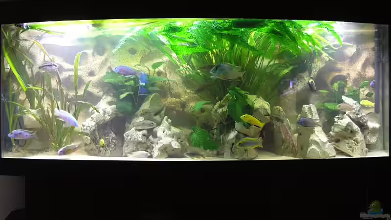 Aquarium Hauptansicht von Becken 1261 von Mario Latschein (1) (4)