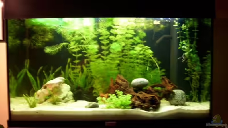 Aquarium Hauptansicht von Becken 12614 von janwil (1)