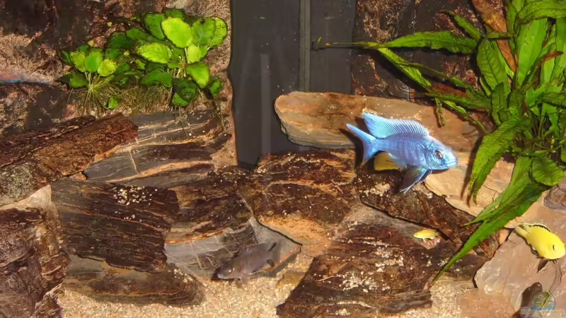 Aquarium Hauptansicht von Becken 12627