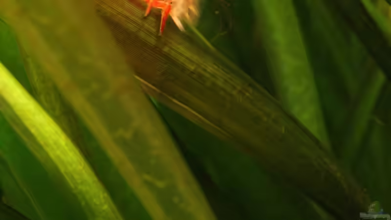 Aquarium Hauptansicht von Becken 12635