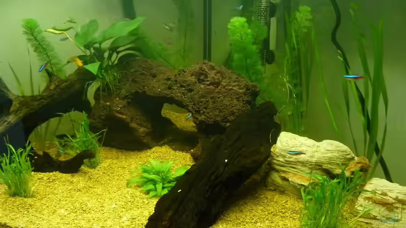 Aquarium Hauptansicht von Becken 12654