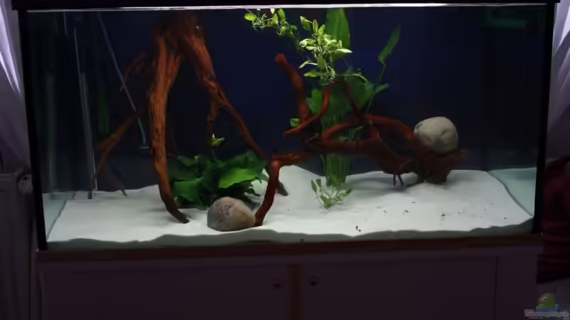 Aquarium Hauptansicht von Becken 12658 von Freddy (1)