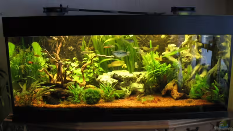 Aquarium Hauptansicht von Becken 12680 Aquarium Hauptansicht von Becken 12680