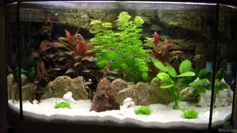 Aquarium Hauptansicht von Becken 12688