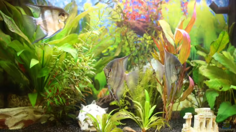 Aquarium Hauptansicht von Becken 12693