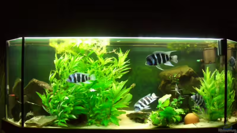 Aquarium Hauptansicht von Becken 127 von Marco Arens