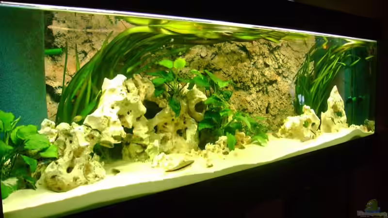 Aquarium Hauptansicht von Becken 12705 von Shark (1)