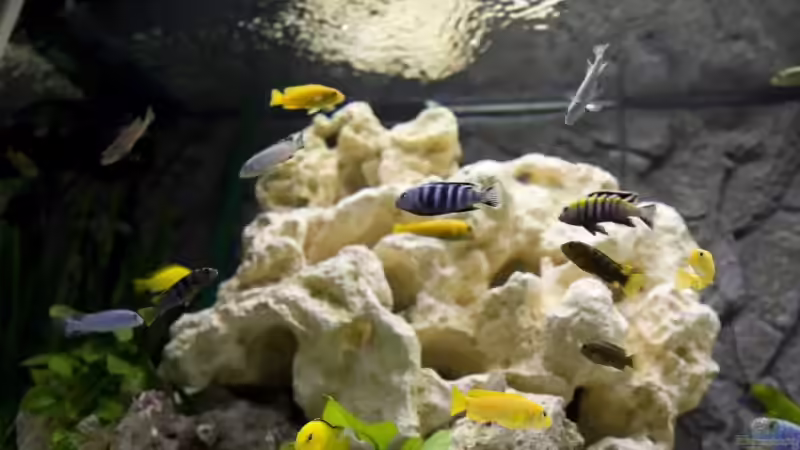 Aquarium Hauptansicht von Becken 12713 von Michael Geyer (1)