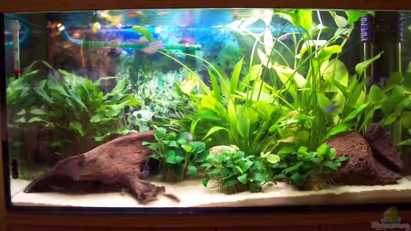 Aquarium Hauptansicht von Becken 12717