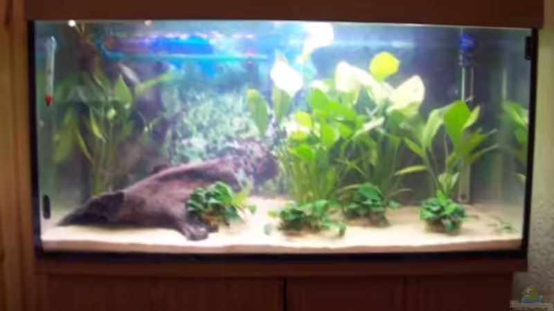 Aquarium Hauptansicht von Becken 12719 von Sascha K. (1)