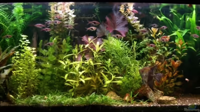 Aquarium Hauptansicht von Becken 1272 von Stefan Winkler (1)