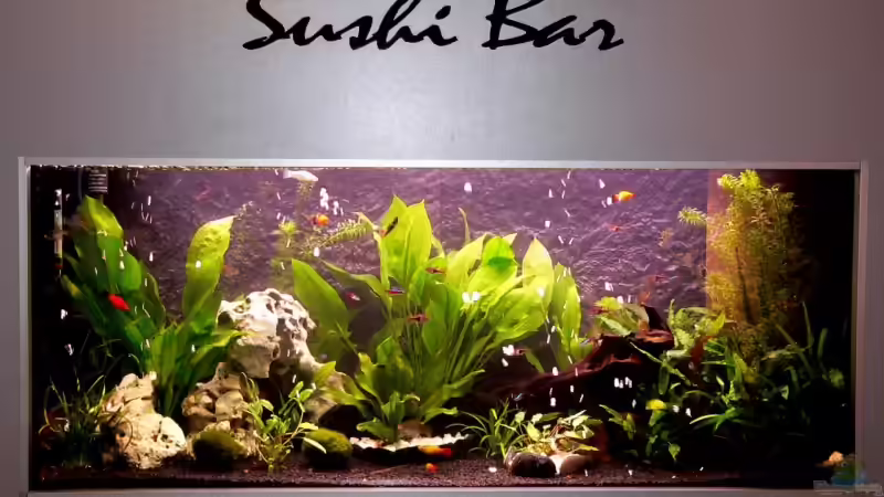 Aquarium Hauptansicht von Becken 12725