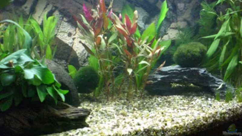 Aquarium Hauptansicht von Becken 12734 von Königscobra (1)