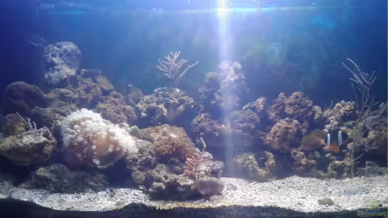 Aquarium Hauptansicht von Becken 12777