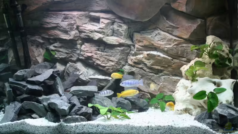 Aquarium Hauptansicht von Becken 12778 von Christian Both (1)