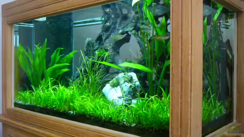 Aquarium Hauptansicht von Becken 1279