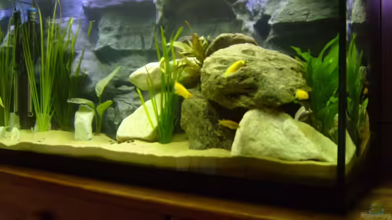 Aquarium Hauptansicht von Becken 12798 von Ingo Pöck (1)