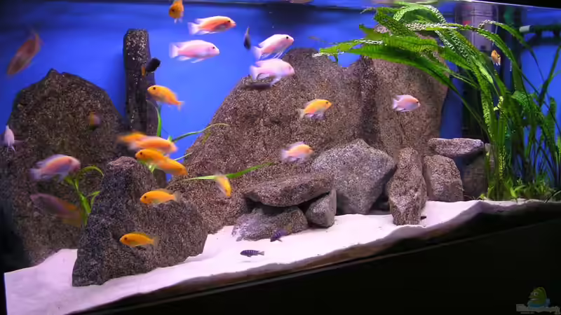 Aquarium Hauptansicht von Becken 128