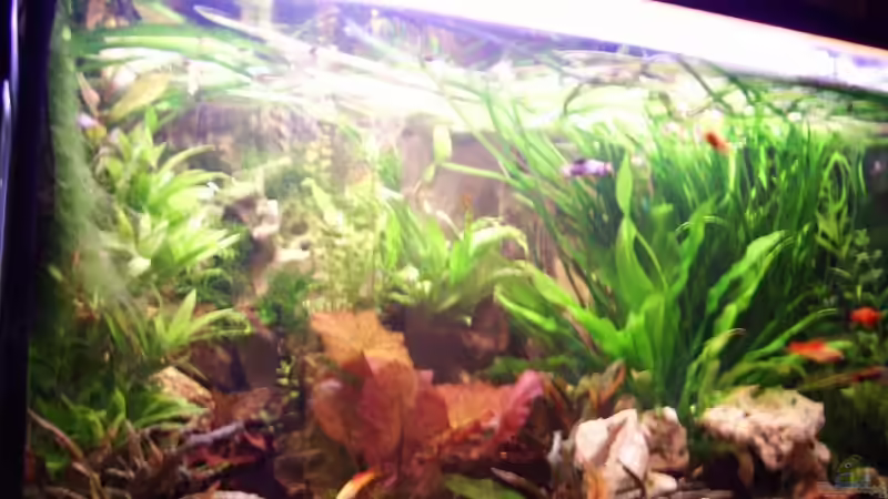 Aquarium Hauptansicht von Becken 12802 von welle30 (1)