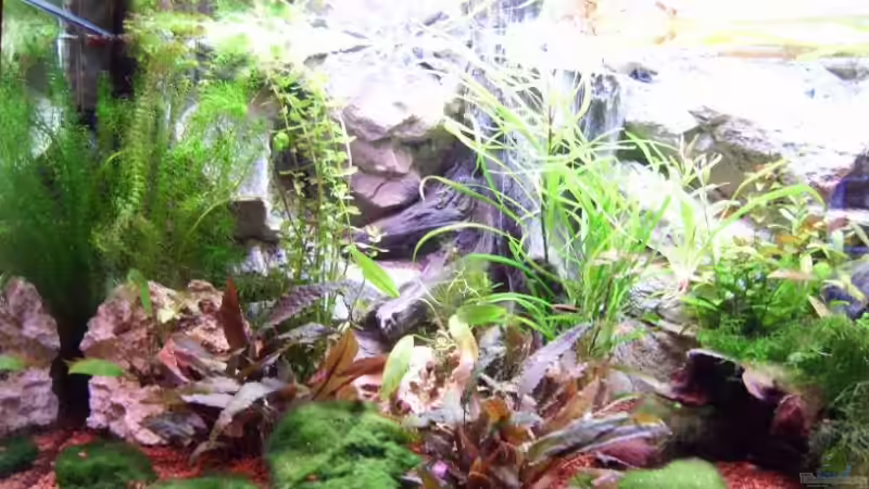 Aquarium Hauptansicht von Becken 12804