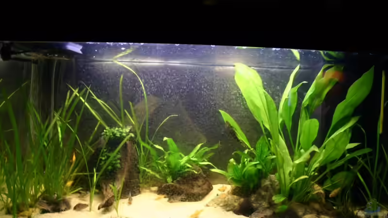 Aquarium Hauptansicht von Becken 1284 Aquarium Hauptansicht von Becken 1284