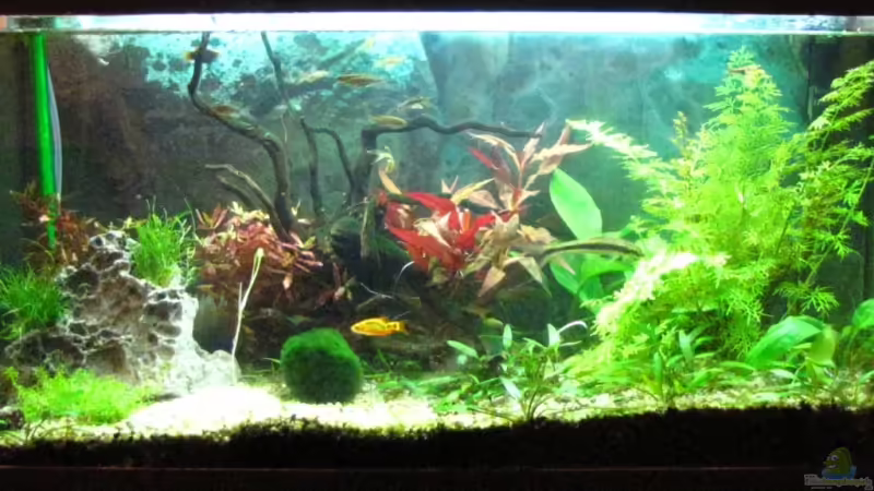 Aquarium Hauptansicht von Becken 12848 Aquarium Hauptansicht von Becken 12848