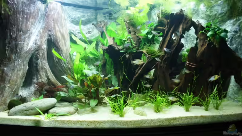 Aquarium Hauptansicht von Becken 12856 von Jörg Schneider (1)