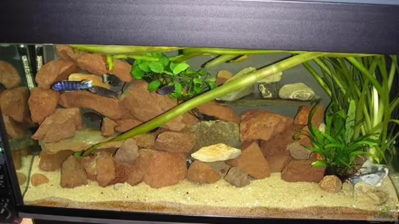 Aquarium Hauptansicht von Becken 1286 von Leon Dähler