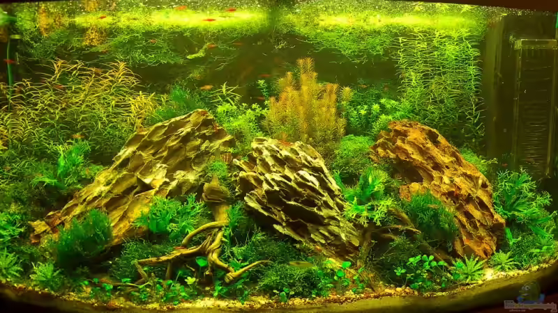 Aquarium Hauptansicht von Becken 12867 von Jo The Fish (1)