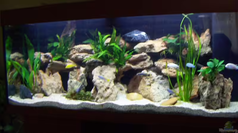 Aquarium Hauptansicht von Becken 1287 von Roman Bischof (1)