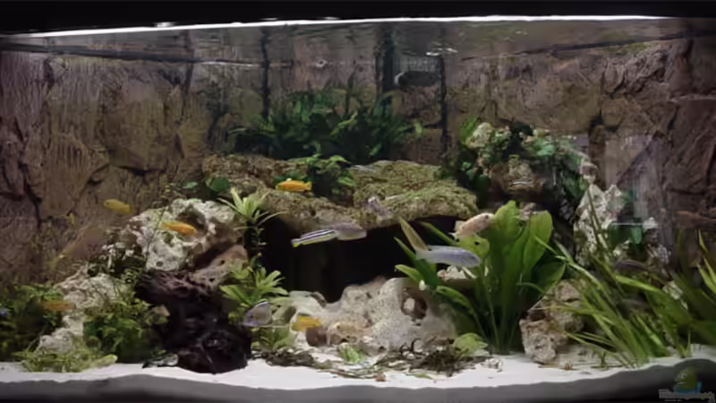 Aquarium Hauptansicht von Becken 1288