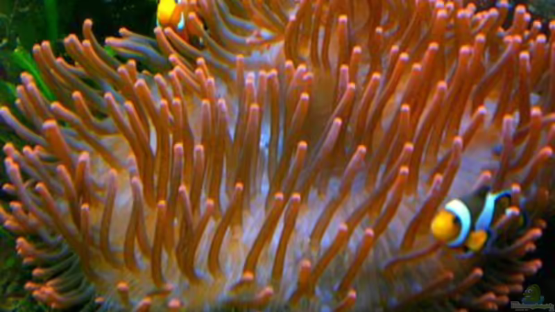 Aquarium Hauptansicht von Becken 12881 von Lessi (1)