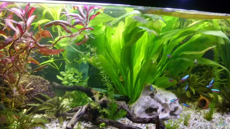 Aquarium Hauptansicht von Becken 12896