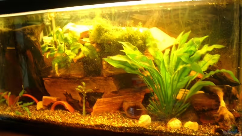 Aquarium Hauptansicht von Becken 12901 von Mirtscho (1)