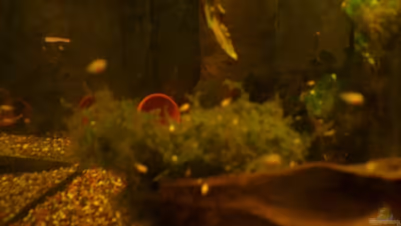 Aquarium Hauptansicht von Becken 12902