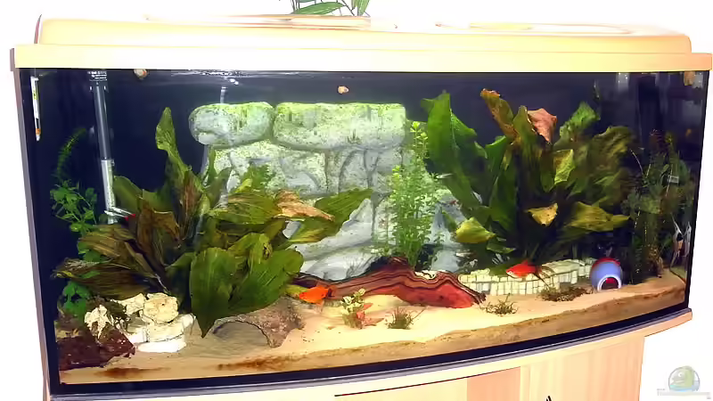 Aquarium Hauptansicht von Becken 12910