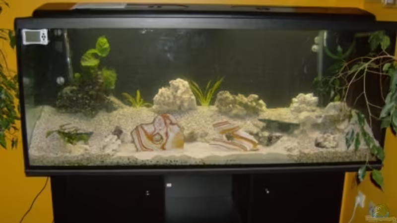 Aquarium Hauptansicht von Becken 12912 von Rochen (1)