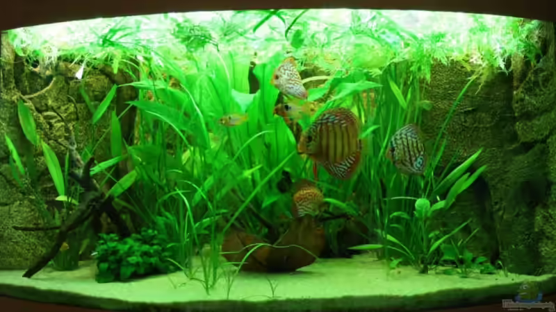 Aquarium Hauptansicht von Becken 12948